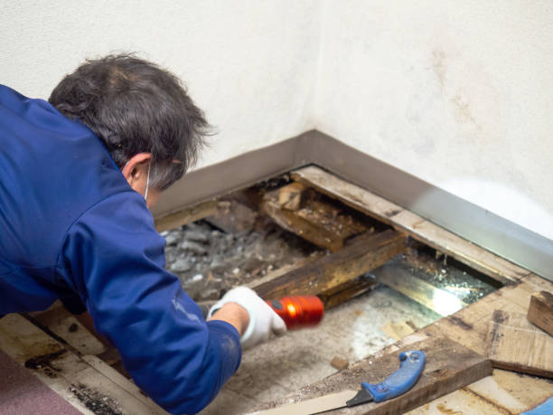 Best Mold Remediation  in Akwesasne, NY