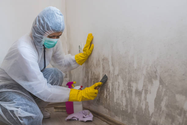 Best Professional Mold Removal  in Akwesasne, NY