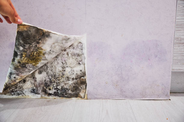 Best Mold Damage Repair  in Akwesasne, NY